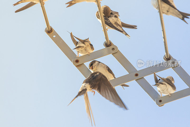 谷仓燕子(Hirundo rustica)在我的窗口靠近。躺在我的衣架上